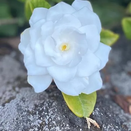 Cottage - Sleeps 12 - Pool - Parking