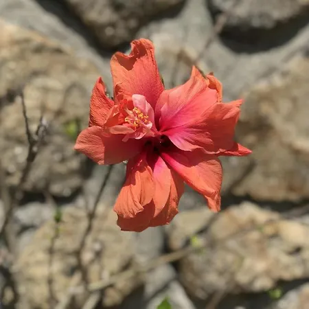 Cottage - Sleeps 12 - Pool - Parking Semesterbostad *